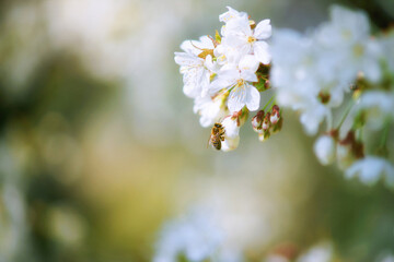A peaceful soft focus macro shot shows a honey bee perched on a white cherry blossom flower. 