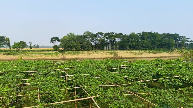 hyacinth bean (Lablab bean) cultivation on bamboo trellises in rural bangladesh.