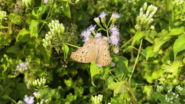 Grey Pansy butterfly perched on devil weed flower in garden at rural bangladesh.