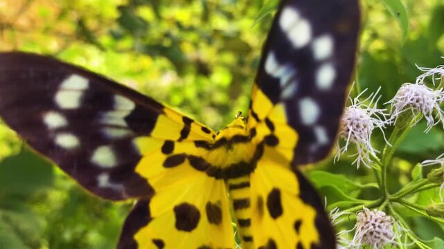 false tiger moth or butterfly seated on flowers in bangladesh, south asia.