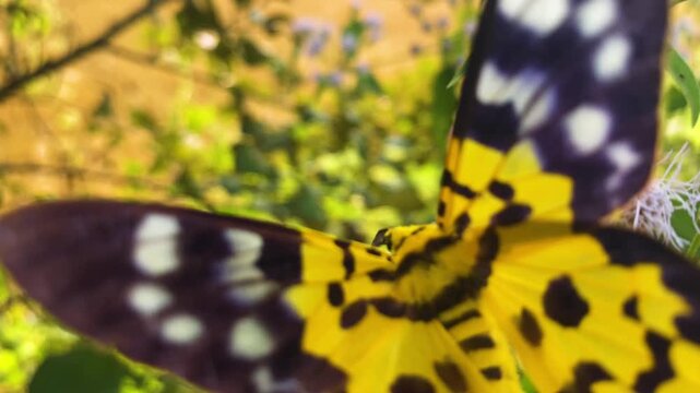 Close up shot of yellow Butterfly sitting on Siam Weed flower in rural, bangladesh.