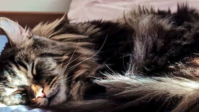 Fluffy tabby cat sleeping peacefully in warm sunlight on a cozy indoor bed