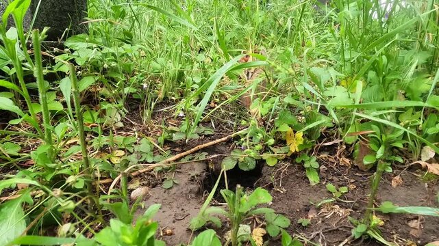 Hamster scent marking in long grass near its burrow, trampling stems with hind legs and foraging forward before slipping back into dense vegetation.