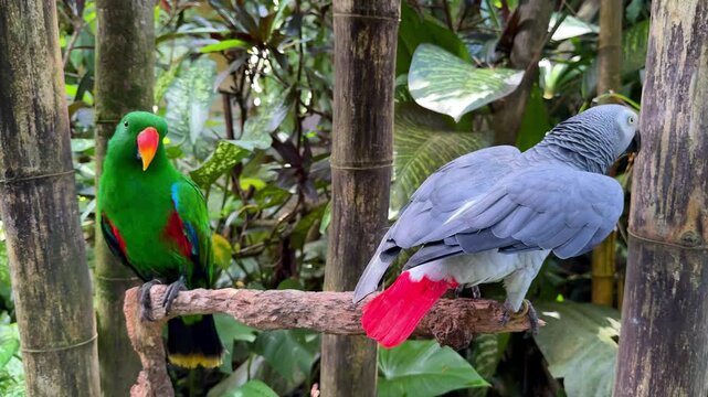 Two Parrots Sitting on Tree Branch Among Tropical Plants
