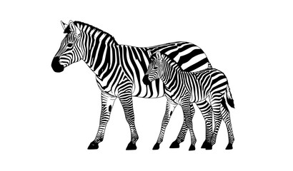 Fototapeta premium Realistic Zebra Family Vector Illustration Adult Zebra with Two Foals Walking Isolated on White Background
