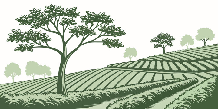 Tea plantation on a hillside with trees Vector