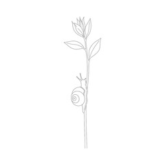 Fototapeta premium Minimalist botanical sketch featuring a delicate snail climbing a slender stem with leaves and a small flower isolated on a clean white background