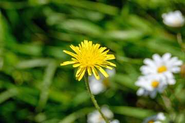 Obraz premium Gelber Wiesen-Bocksbart (Tragopogon pratensis).Peloponnes, Griechenland. 26009.jpg