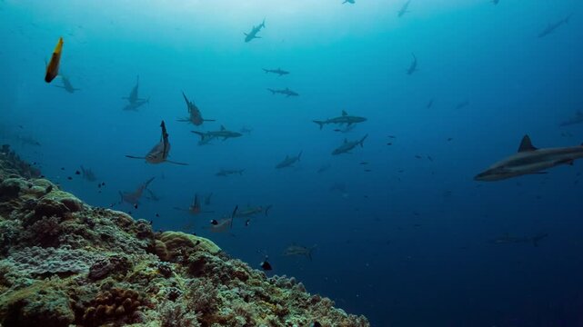 Huge numbers of sharks swim along reef in front of SCUBA diving tourists with underwater cameras in Palau