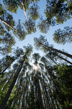 Vertical pine trees canopy displaying crown shyness against blue
