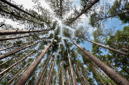 Northwoods pine tree forest canopy reaching high to blue sky