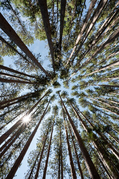 Tall majestic red pine trees reaching skyward with sunny rays