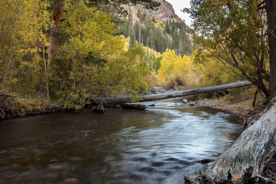 Autumn fall colors in the wilderness of Lee Vining California