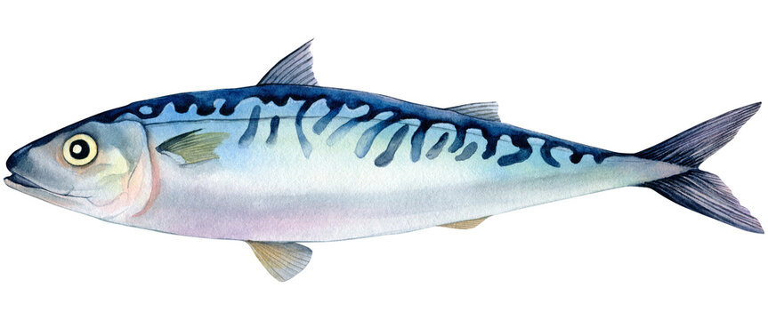 Atlantic mackerel fish hand drawn watercolor isolated food illustration. Raw scomber for healthy cooking isolated on transparent background