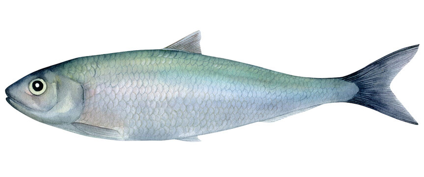Fresh herring (Clupea harengus) fish hand drawn watercolor isolated food illustration. Raw saltwater fish for healthy diet