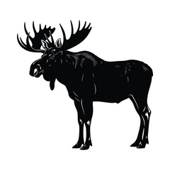 Majestic moose with large antlers stands proudly in profile view on white background