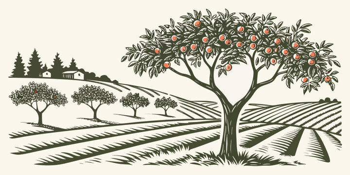 An illustration of a tree with oranges in an orchard Vector