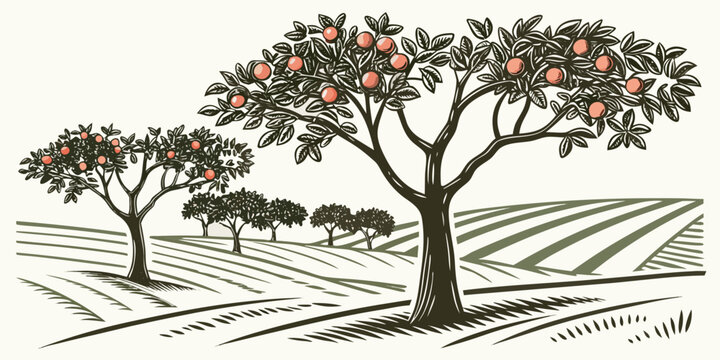 An illustration of two trees with orange fruit in an orchard Vector