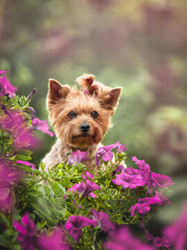 Close-up portrait of an adorable Yorkshire Terrier dog with a pink topknot, sitting in a vibrant bed of purple petunia flowers in a garden on a sunny summer day. 