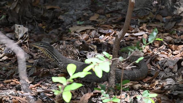 Monitor lizard, also Goanna, in tropical north Queensland.