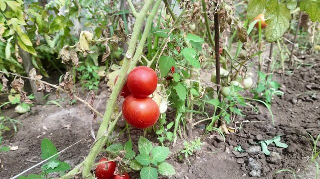 Organic tomatoes in the yard, garden. Bio product. Healthy eating. Natural food concept