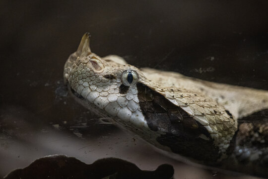 Gaboon viper reflecting on a smooth surface