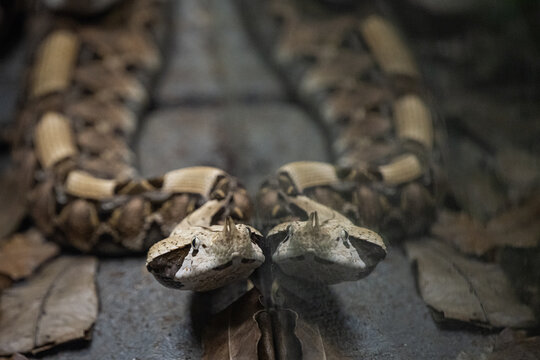 Gaboon viper reflecting on a smooth surface