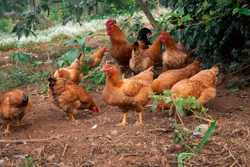 Fototapeta premium Brown Rooster Standing in Green Vegetation on Rural Farm