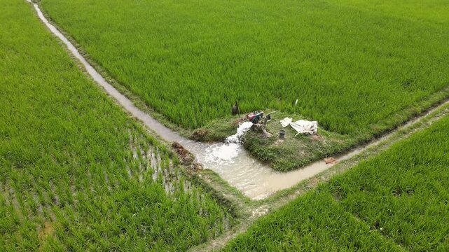 Irrigation Pump Watering Lush Green Rice Paddy Field in Bangladesh