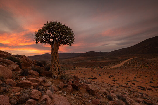 Desert Quiver Tree at Sunset