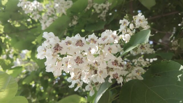 Clusters of white flowers on blooming Indian bean tree (Catalpa bignonioides) sway in wind