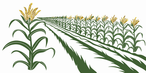 Rows of green corn plants growing in a well-maintained agricultural field Vector © ADOBE