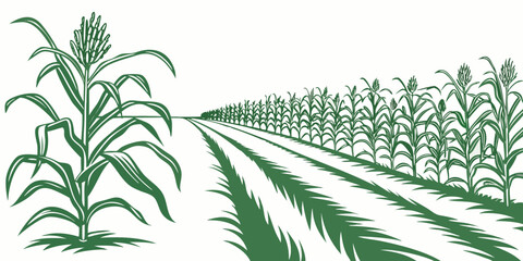 Rows of green plants growing in a well-maintained agricultural field under clear skies. Vector © ADOBE