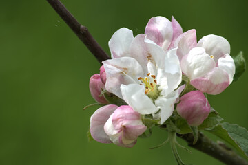 Obraz premium Delicate Pink and White Apple Blossom Cluster on Branch in Spring Orchard Close-Up