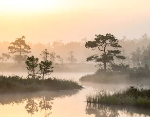 Papier peint photo  Serene swamp at dawn, mist hangs over the water, trees silhouetted. Warm light filters through, creating a peaceful atmosphere  © Dollar