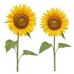 Fototapeta premium Two bright yellow sunflowers on green stems