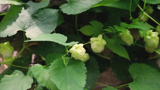 Green hop cones and leaves on vine plant in garden close up detail with shallow depth of field