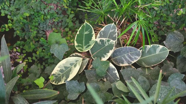 Variegated Rubber Plant leaves with ivy and papyrus plants in lush garden