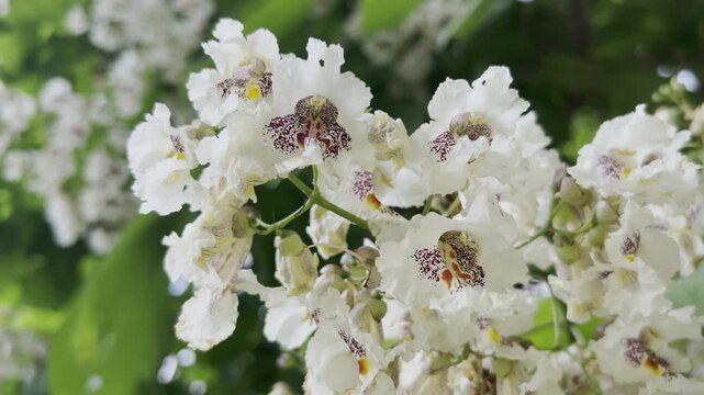 Close-up of flowers of blooming Catalpa tree, swaying in breeze on sunny day