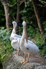 White pelican preening feathers on tree branch above water