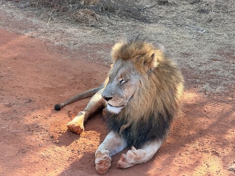 Lion se reposant dans la savane africaine