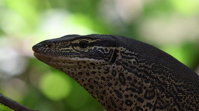 Monitor lizard, also Goanna, in tropical north Queensland.