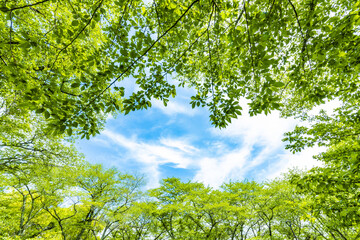 Obraz premium 新緑の木と青空