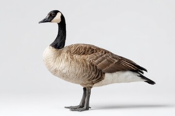 Canada goose standing calmly on a white seamless background