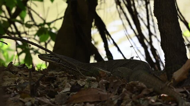 Monitor lizard, also Goanna, in tropical north Queensland.