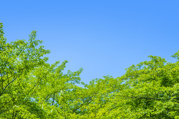 Fototapeta premium 新緑の木と青空