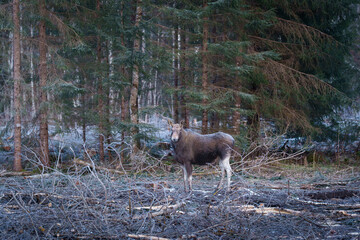 Moose in a forest clearing © talavietis