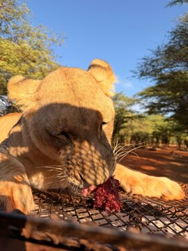 &Eacute;l&eacute;phant marchant dans la savane africaine