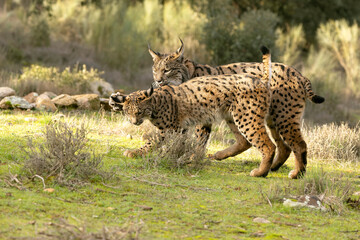 Adult female Iberian Lynx and her cub in their territory within a Mediterranean forest of pines and oaks at first light on a winter day
