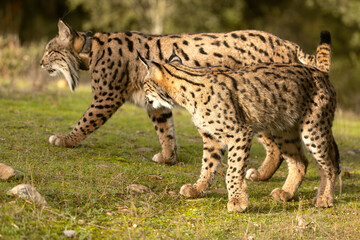Obraz premium Adult female Iberian Lynx and her cub in their territory within a Mediterranean forest of pines and oaks at first light on a winter day